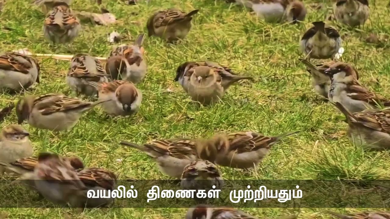 எரும்பும் திணைக்குருவியும்! நாமும் பழங்குடிகளாக இருந்தபோது இப்படி உயிர்களுடன் இயைந்து வாழ்ந்தவர்களே