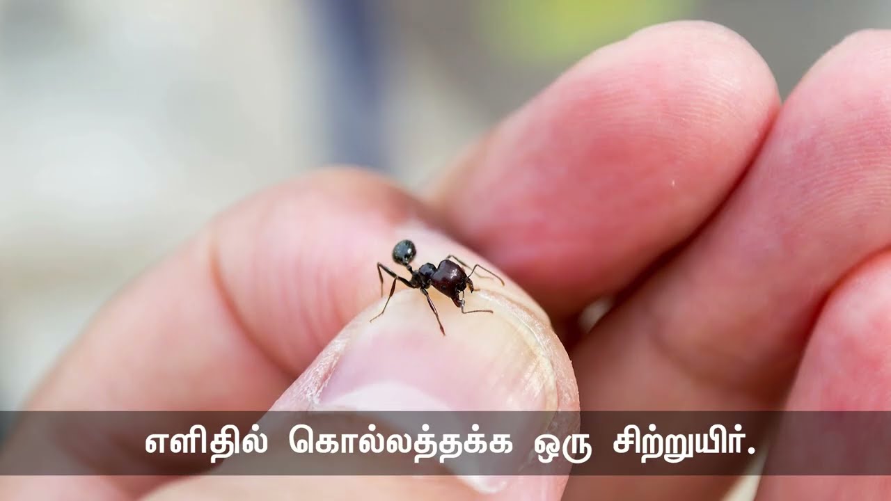 ‘எறும்பைப் போல் நசுக்கி விடுவேன்’. இந்தச் சொற்றொடர் நமக்கு இரண்டு செய்திகளைத் தெரிவிக்கிறது.