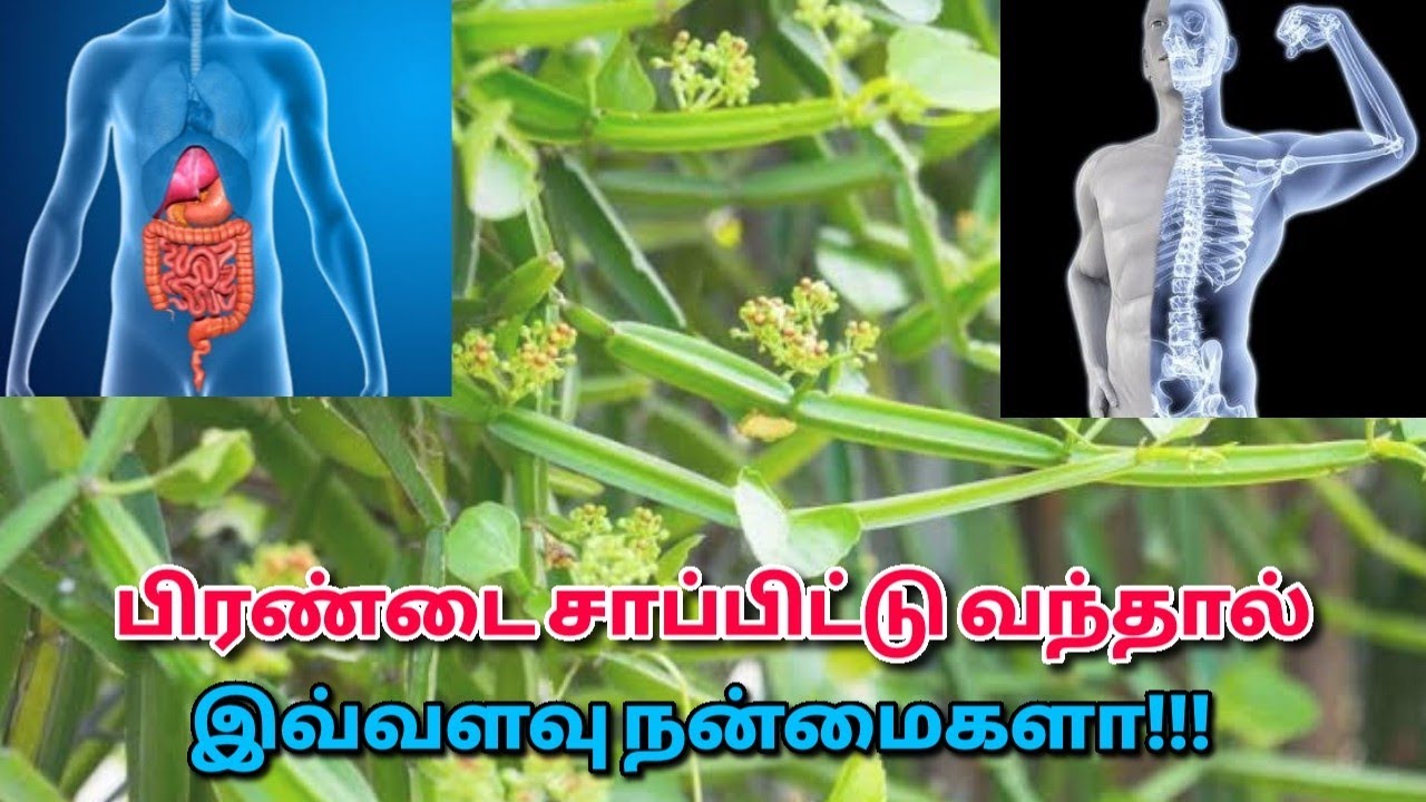 பிரண்டை கொடுக்கும் வியக்கவைக்கும் நன்மைகள் | Pirandai Health benefits